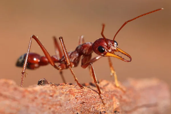 Close Uma Formiga Australiana Bull Myrmecia — Fotografia de Stock