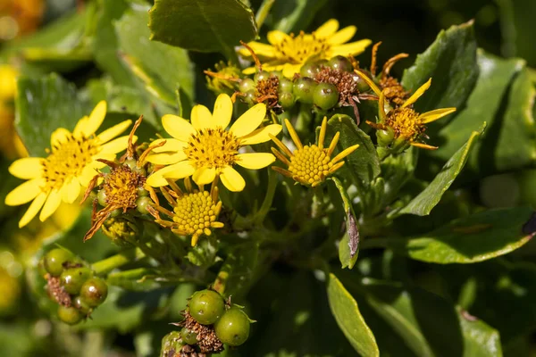 Bitou Bush Flowers Chrysanthemoides Monilifera — 스톡 사진