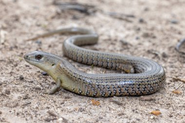 She-Oak Skink (Cyclodomorphus michaeli))  