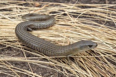 She-Oak Skink (Cyclodomorphus michaeli))