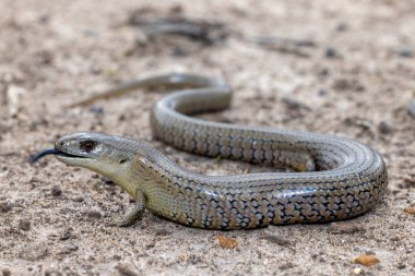 Anakarada Dişi Meşe Skink (Cyclodomorphus michaeli) dilini titretiyor.