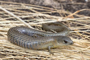 She-Oak Skink (Cyclodomorphus michaeli))  