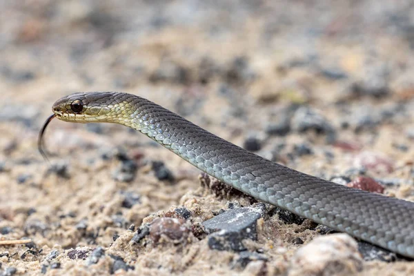 Swamp Snake Hemiaspis Signata Flickering Tongue — 스톡 사진