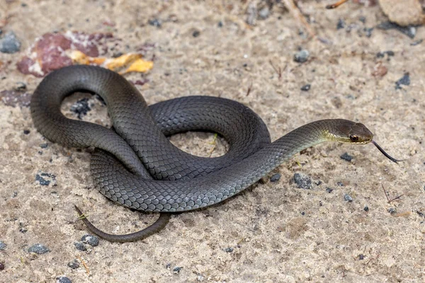 Mocsárkígyó Hemiaspis Signata Villogó Nyelv — Stock Fotó