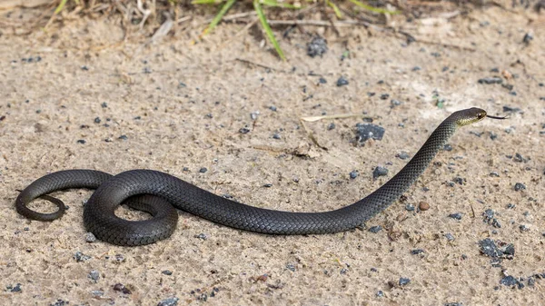 Mocsárkígyó Hemiaspis Signata Villogó Nyelv — Stock Fotó