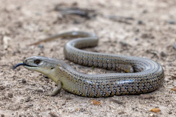 Szárazföldi She Oak Skink Cyclodomorphus Michaeli Villog Nyelvét — Stock Fotó