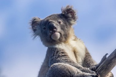 Tutsak Koala ağacın tepesine tünedi (Phascolarctos cinereus)
