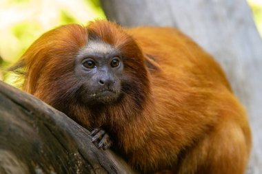 Altın Aslan Tamarin Maymunu (Leontopithecus rosalia))