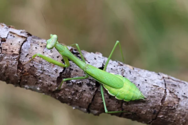 Femelle Adulte Faux Jardin Mante Pseudomantis Albofimbriata — Photo