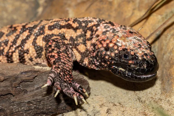 Primo Piano Del Mostro Prigioniero Gila Heloderma Suspectum — Foto Stock