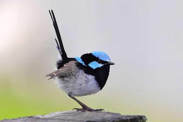 Man Schitterende Fairy Wren Malurus Cyaneus — Stockfoto