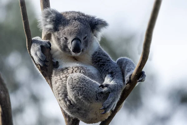 Captive Koala Perched High Tree Phascolarctos Cinereus — Stock Fotó