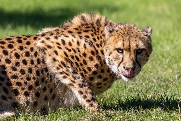 Közelkép Fogoly Gepárd Acinonyx Jubatus — Stock Fotó