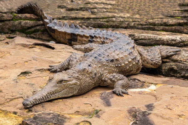 Australian Freshwater Crocodile Basking — стоковое фото