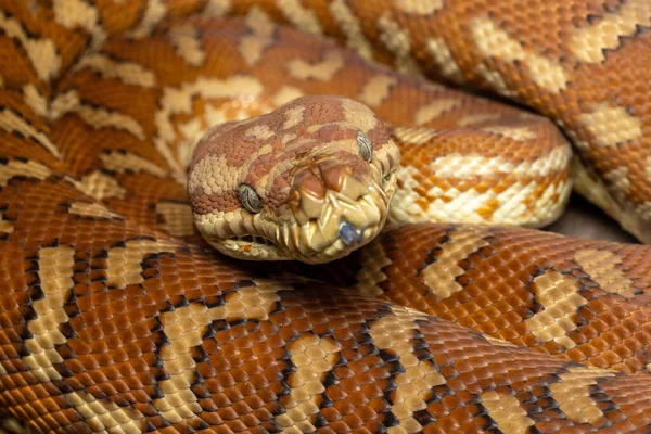 Centralian Halı Pitonu (Morelia bredli)