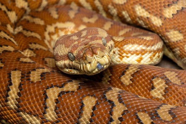 Центральный ковёр Python (Morelia bredli)