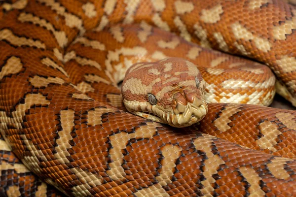 Centralian Carpet Python Morelia Bredli — Fotografia de Stock