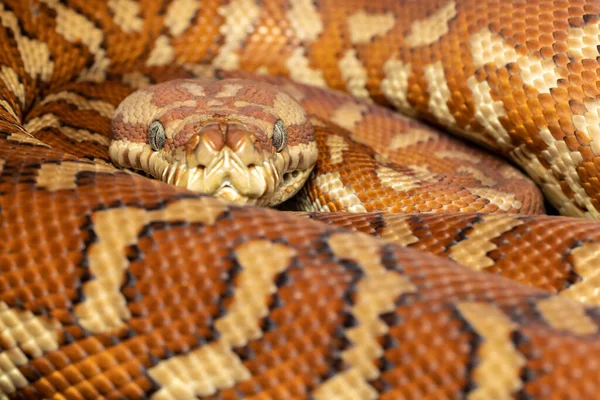 Centralian Halı Pitonu (Morelia bredli)