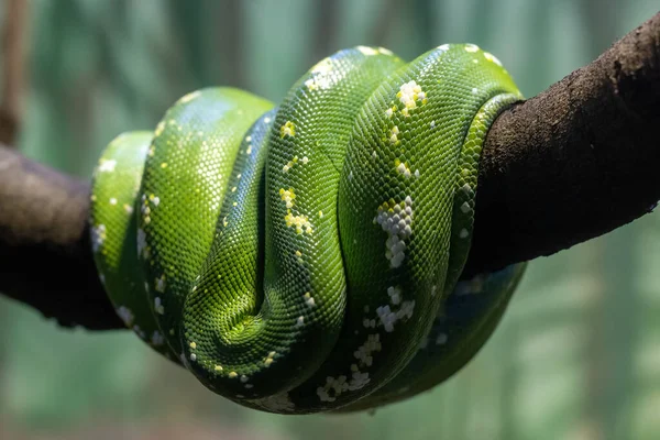 澳大利亚绿色蟒蛇卷曲在澳大利亚动物园展览的树枝上 — 图库照片