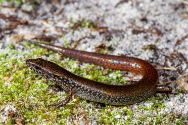 Avustralya Kızıl Kuyruklu Kaliptotis Skink (Calyptotis ruficauda