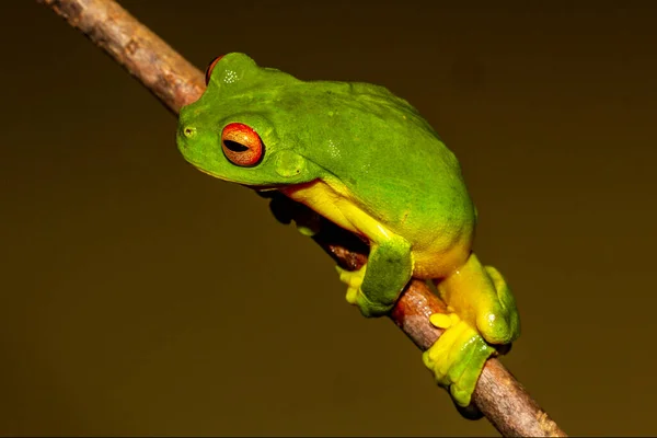 Australian Red Eyed Tree Frog Litoria Chloris — Foto Stock