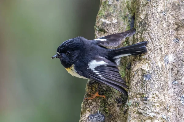 Tomtit ağaca tünedi (Petroica makrocephala)