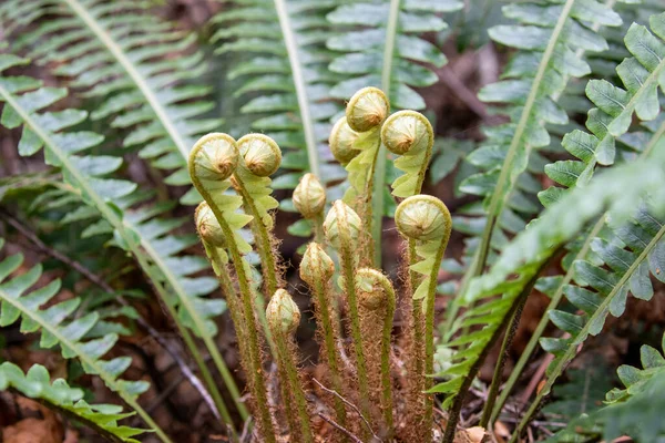 Farnwedel Die Aus Dem Zentrum Der Pflanze Wachsen Südinsel Neuseeland — Stockfoto