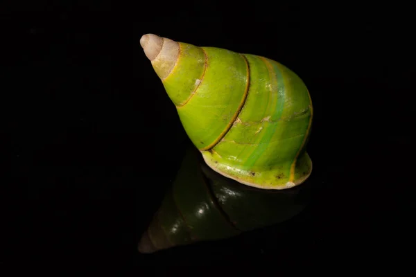 Manus Green Tree Snail Papustyla Pulcherrima —  Fotos de Stock