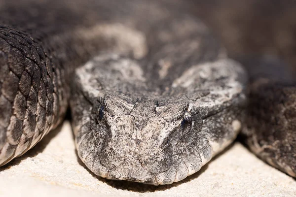 Закрытие Австралийского Common Death Adder Acanthophis Antarcticus — стоковое фото