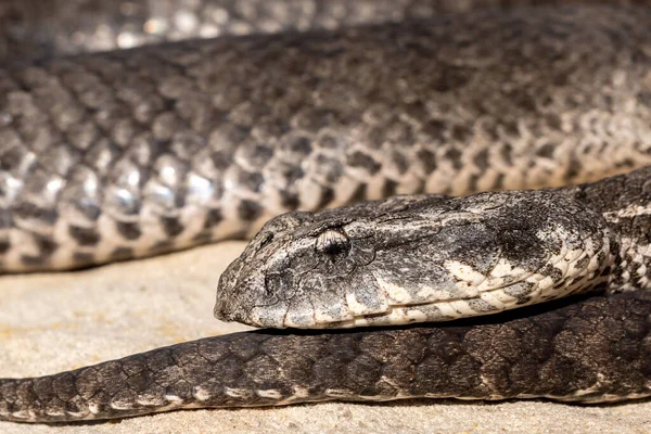 オーストラリアの一般的な死の追加者 Acanthophis Antiarcticus — ストック写真