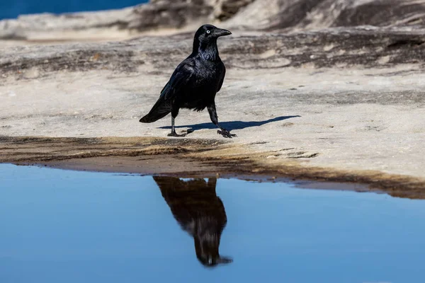 Cuervo Australiano Con Reflejo Piscina Corvus Coronoides —  Fotos de Stock