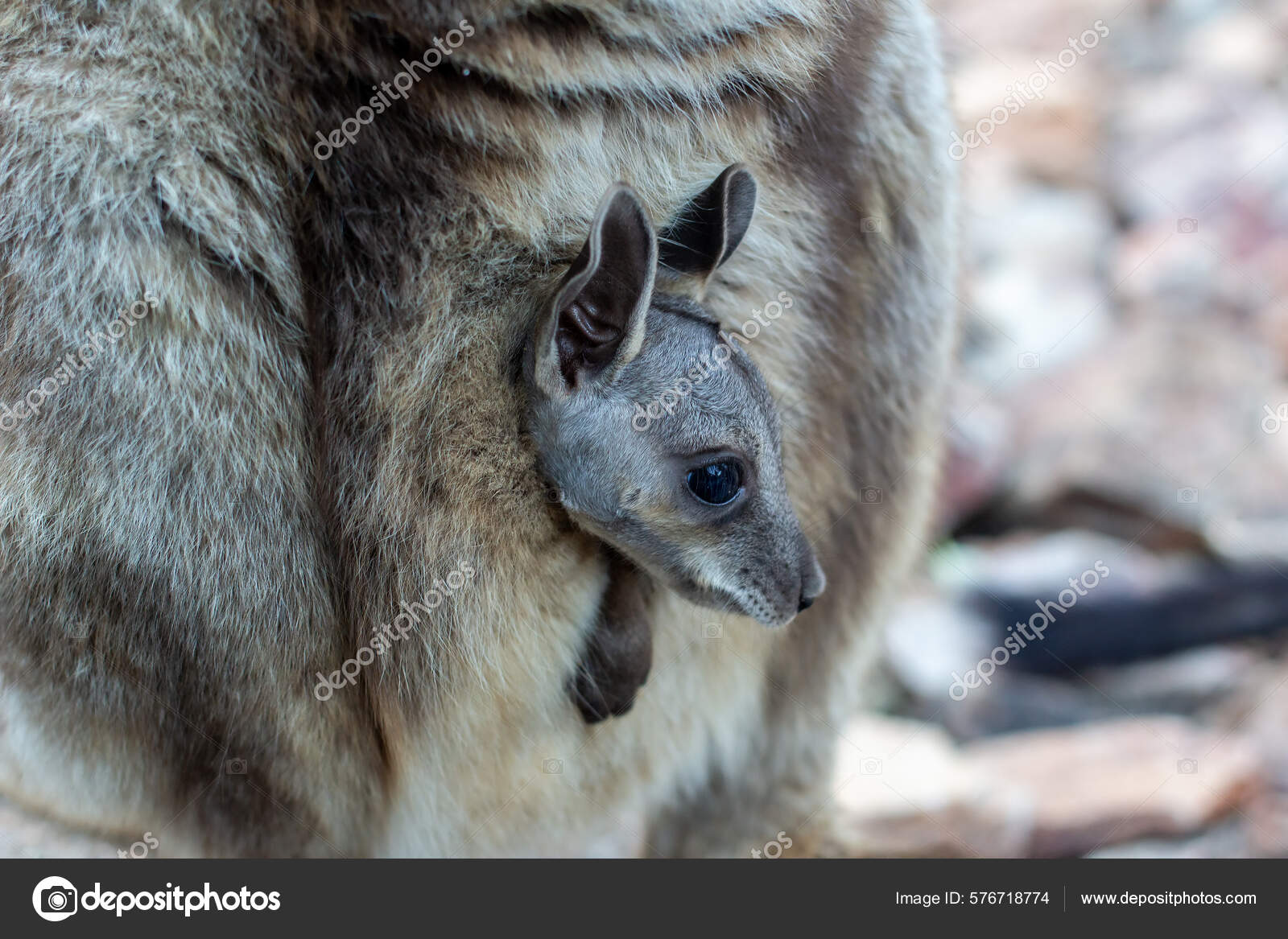 Black Footed Rock Wallaby Joey Pouch Stock Photo by ©kengriffiths.live 576718774