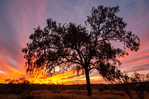Australian Desert Oak Sunset — Stock Photo, Image