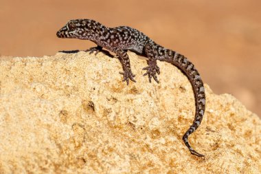 Dikenli ya da Bynoe 'un Gecko' su (Heteronotia binoei)