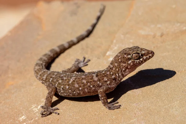 Gecko Espinoso Bynoe Heteronotia Binoei — Foto de Stock