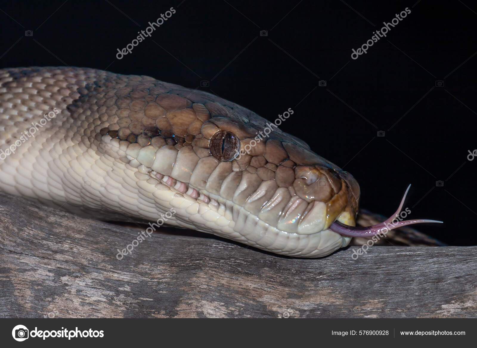 Close Australian Scrub Python Flickering It's Tongue — Stock Photo ...