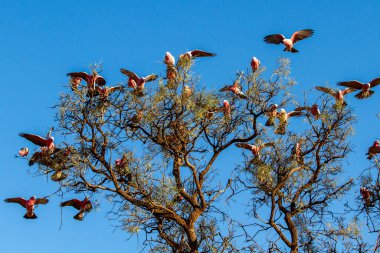 Pembe ve Gri Galah ağaçta tünemiş.
