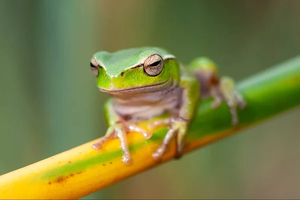 Australian Leaf Green Stream Frog Litoria Phyllochroa — Stock Photo, Image