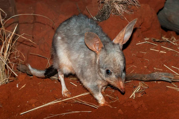 Australiska Bilby Fångenskap Miljö — Stockfoto