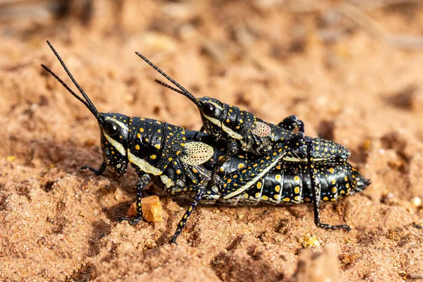 Australian Blistered Grasshoppers Acasalamento Monistria Pustulifera — Fotografia de Stock