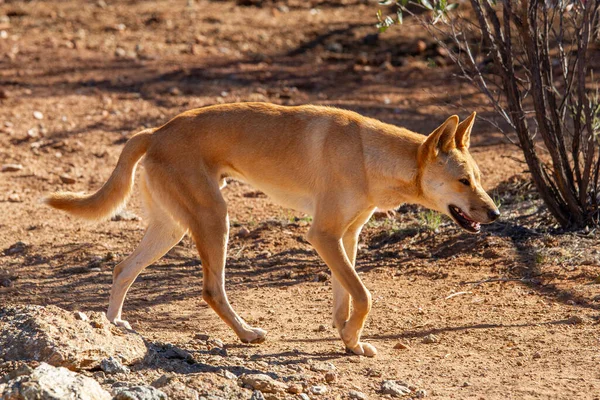Közelkép Ausztrál Dingo — Stock Fotó