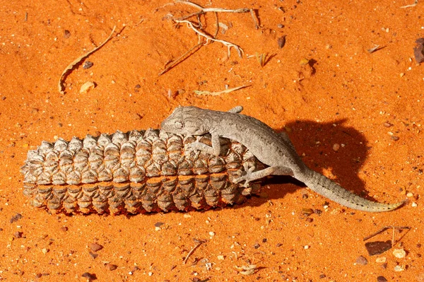 Australian Southern Gecko Cola Espinosa Descansando Vaina Semillas Roble Del — Foto de Stock