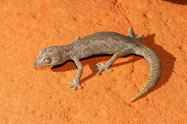 Gecko Australijski Południowy Kręgosłup — Zdjęcie stockowe