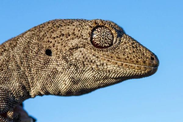 Blisko Australian Southern Spiny Tailed Gecko — Zdjęcie stockowe