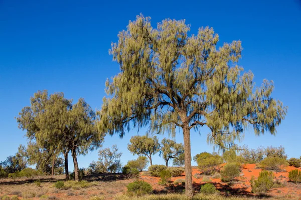Australische Desert Oak Bomen Centraal Australië — Stockfoto