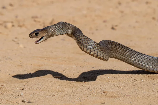 Австралийская Восточная Коричневая Змея Позиции — стоковое фото