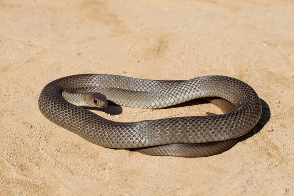 澳大利亚东布朗蛇 — 图库照片