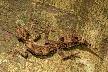 Sınır Aralıkları Yaprak Kuyruklu Gecko Ağaç kabuğunda dinleniyor