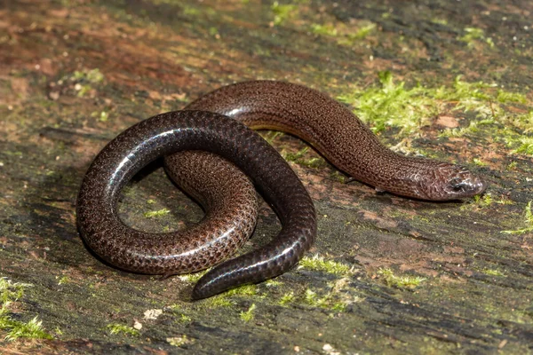 Australian Short Limbed Snake Skink Ophiocincus Truncatus — 스톡 사진