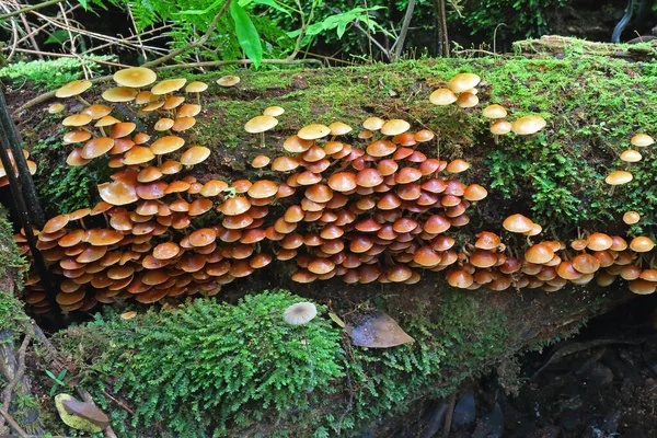 Fungi Moss Rotting Log Rainforest Floor Boarder Ranges National Park — Stockfoto